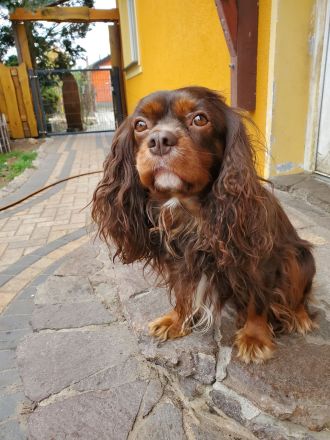 Cavalier Welpen