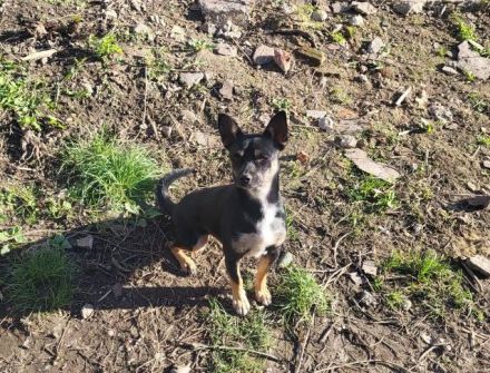 Sonnenschein Porcia sucht Familienanschluss