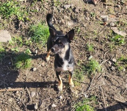 Sonnenschein Porcia sucht Familienanschluss