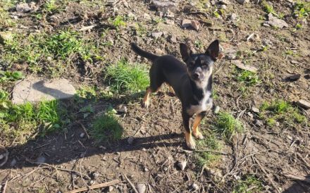 Sonnenschein Porcia sucht Familienanschluss