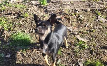 Sonnenschein Porcia sucht Familienanschluss