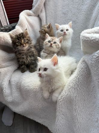 2 liebevolle Kitten abzugeben