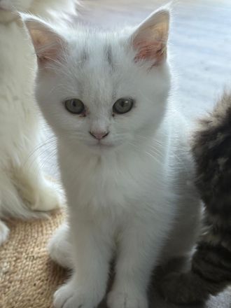 2 liebevolle Kitten abzugeben