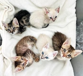 Buzz, Andy, Jessie, Forky und Budy