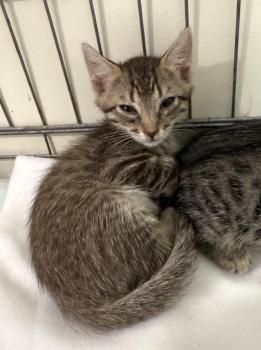 Buzz, Andy, Jessie, Forky und Budy