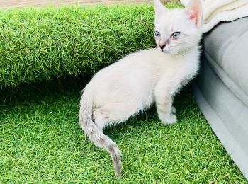 Buzz, Andy, Jessie, Forky und Budy