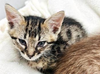 Buzz, Andy, Jessie, Forky und Budy