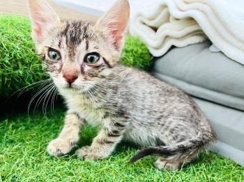 Buzz, Andy, Jessie, Forky und Budy