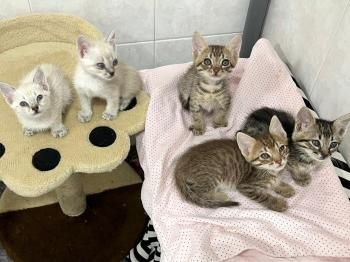 Buzz, Andy, Jessie, Forky und Budy