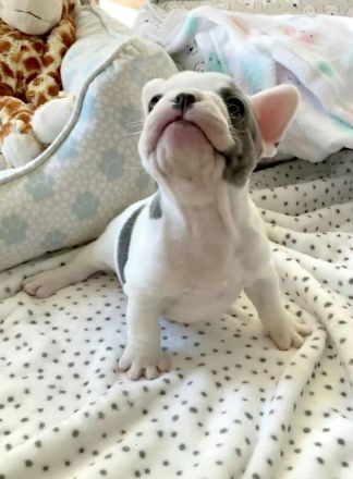 Süße Französische Bulldogge