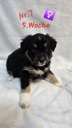 Australian Shepherd Welpen 5.Woche jung