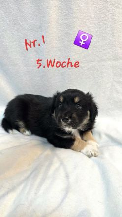 Australian Shepherd Welpen 5.Woche jung