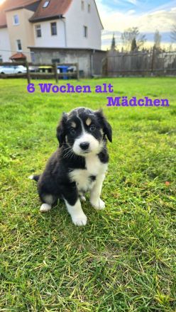 Australian Shepherd Welpen 6 Wochen jung