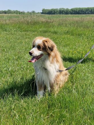 Australian Shepherd Welpen 5.Woche jung