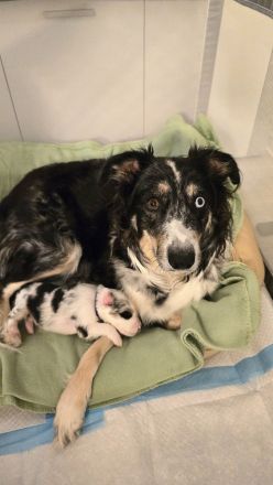 Australian Shepherd Welpen 5.Woche jung