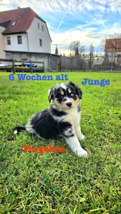 Australian Shepherd Welpen 6 Wochen jung