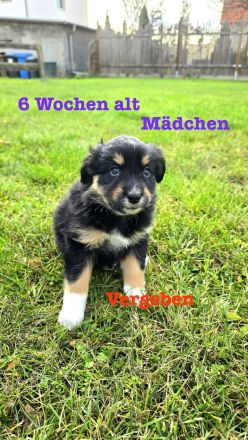 Australian Shepherd Welpen 6 Wochen jung