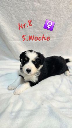 Australian Shepherd Welpen 5.Woche jung