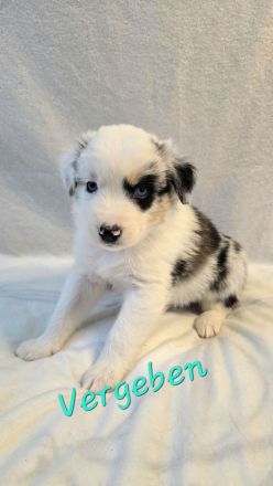 Australian Shepherd Welpen 5.Woche jung