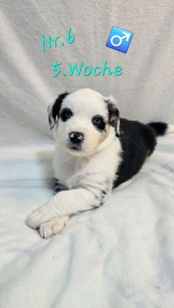 Australian Shepherd Welpen 5.Woche jung