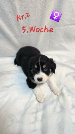 Australian Shepherd Welpen 5.Woche jung