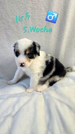 Australian Shepherd Welpen 5.Woche jung