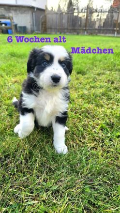 Australian Shepherd Welpen 6 Wochen jung