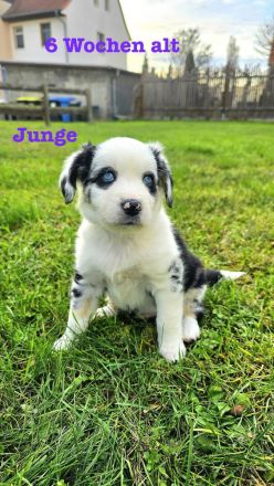 Australian Shepherd Welpen 6 Wochen jung