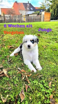 Australian Shepherd Welpen 6 Wochen jung
