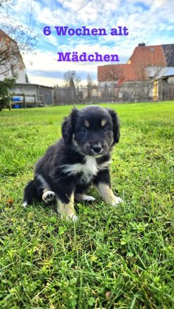 Australian Shepherd Welpen 6 Wochen jung
