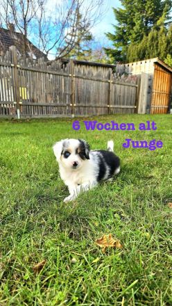 Australian Shepherd Welpen 6 Wochen jung