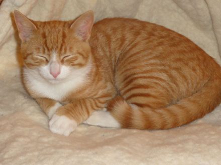 Biete 500 € für eine Kopie von unserem Felix