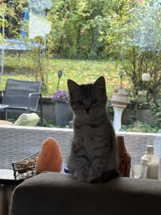 BKH KITTEN( nur ein Mädchen geblieben)