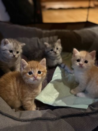 BKH KITTEN( nur ein Mädchen geblieben)