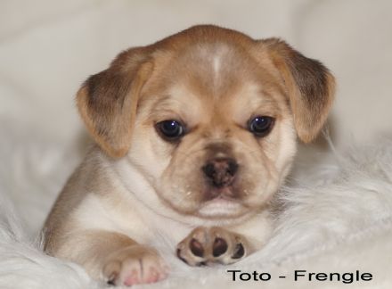 Französische Bulldoggen Welpen - Frengle Rüde Toto