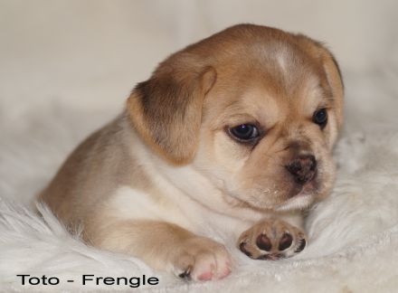 Französische Bulldoggen Welpen - Frengle Rüde Toto