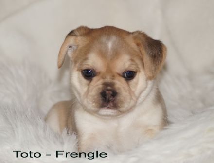 Französische Bulldoggen Welpen - Frengle Rüde Toto