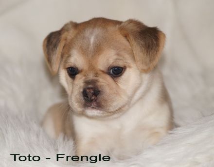 Französische Bulldoggen Welpen - Frengle Rüde Toto