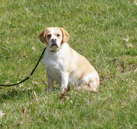 Französische Bulldoggen Welpen - Frengle Rüde Toto