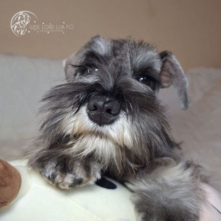 Zwergschnauzer FCI-Stammbaum