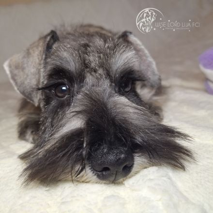 Zwergschnauzer FCI-Stammbaum