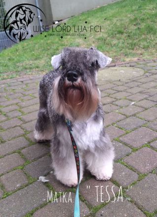 Zwergschnauzer FCI-Stammbaum