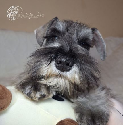 Zwergschnauzer FCI-Stammbaum