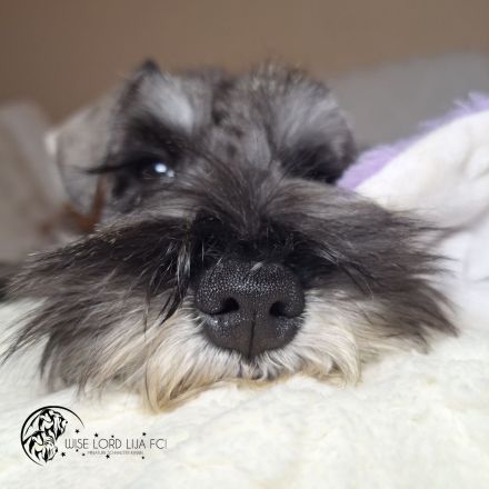 Zwergschnauzer FCI-Stammbaum