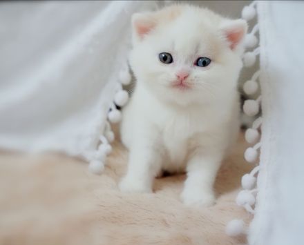 BKH Kitten mit Stammbaum (Odd eyes)