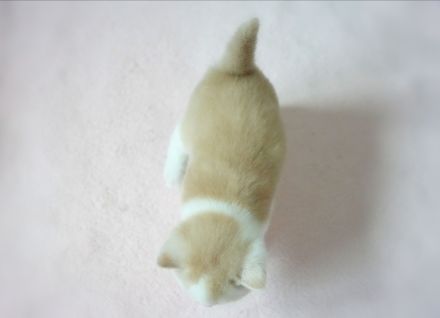 BKH Kitten mit Stammbaum (Odd eyes)