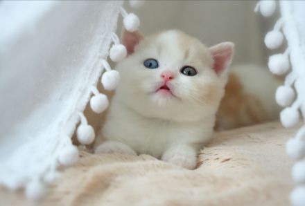 BKH Kitten mit Stammbaum (Odd eyes)