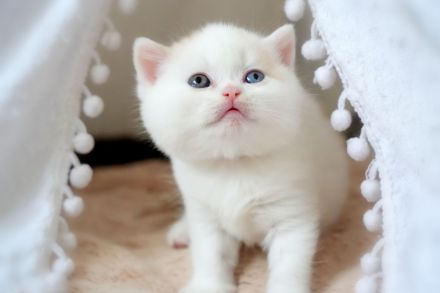 BKH Kitten mit Stammbaum (Odd eyes)