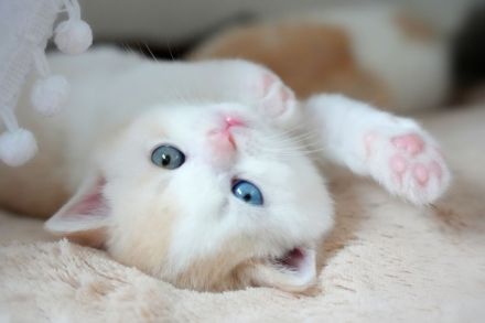 BKH Kitten mit Stammbaum (Odd eyes)