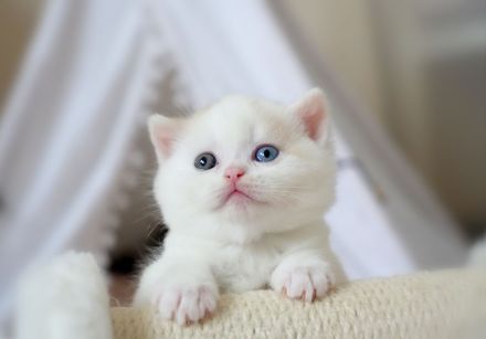 BKH Kitten mit Stammbaum (Odd eyes)